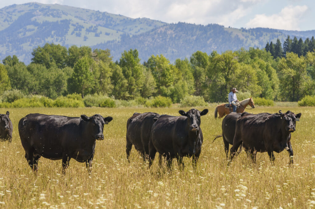 Riverbend Ranch Cattle